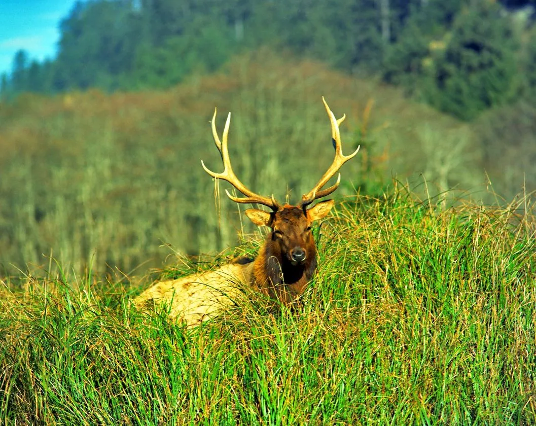 bull elk 7x8.jpg