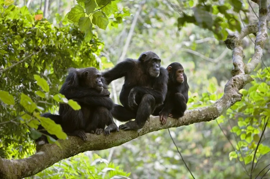 chimpanzees-foto.jpg