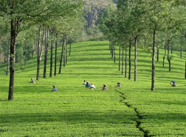 kerala-spa-img-2.jpg