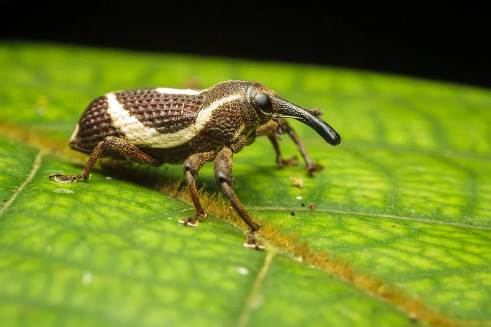 elephant-weevil1.jpg