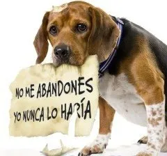 Perro-Abandonado.jpg