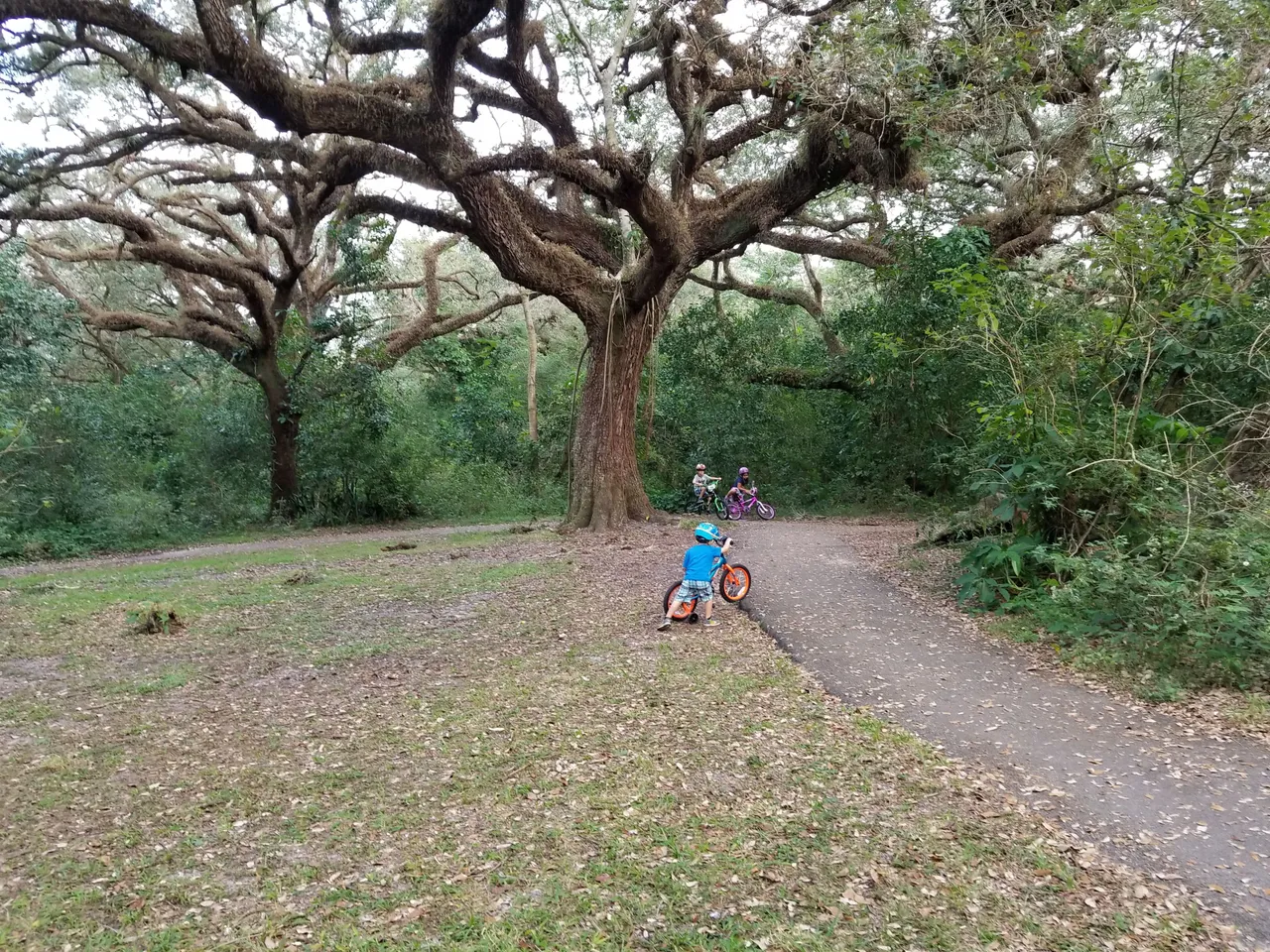 Tree_Tops_Biking.jpg