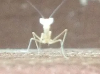Baby Mantis....jpg