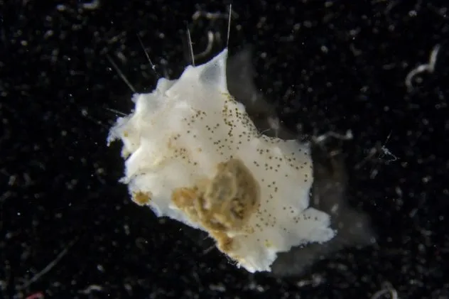 Plenaster-craigi.jpg