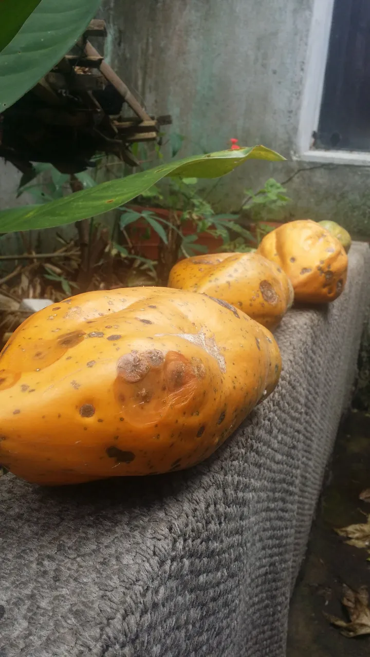 Papaya harvest.jpg