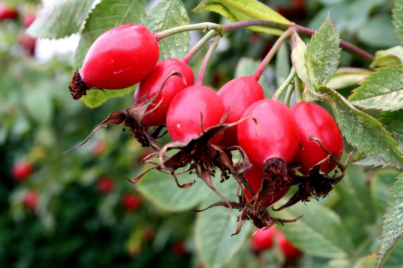 Wildrose fruit.jpg