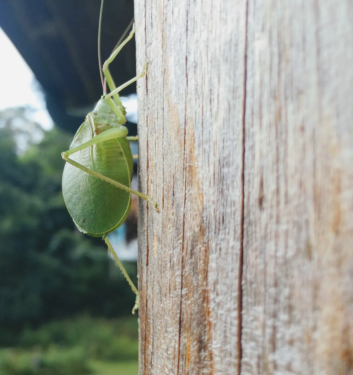 insect bug 1.jpg