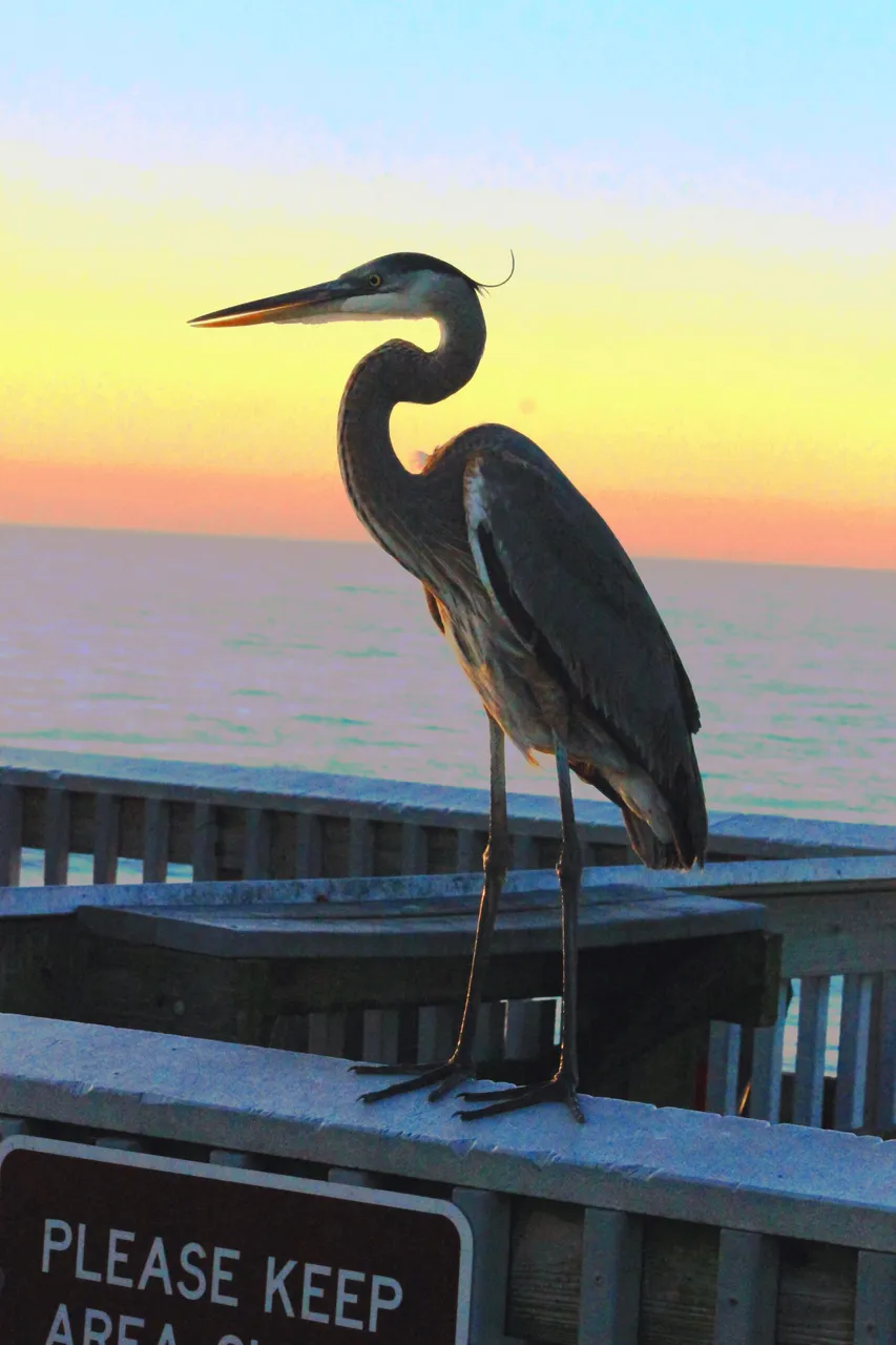 bird on pier.jpg