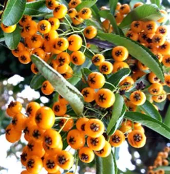 Autumn berries.jpg