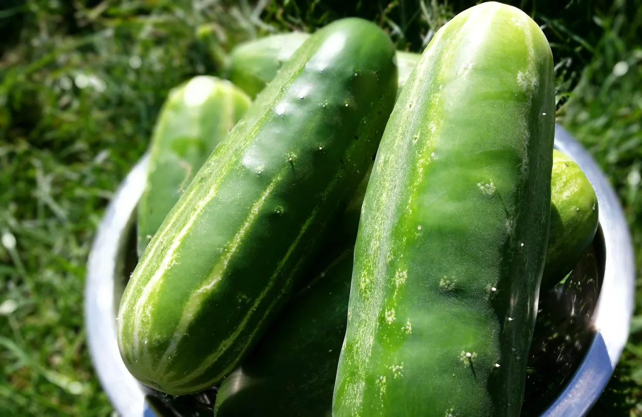 cucumbersoutside.jpg