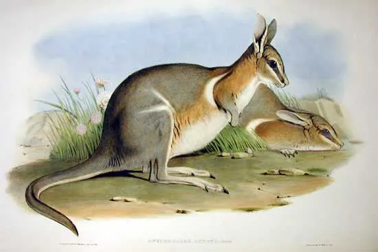 nail-tailWallaby.jpg