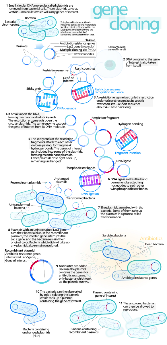 Gene_cloning.svg.png