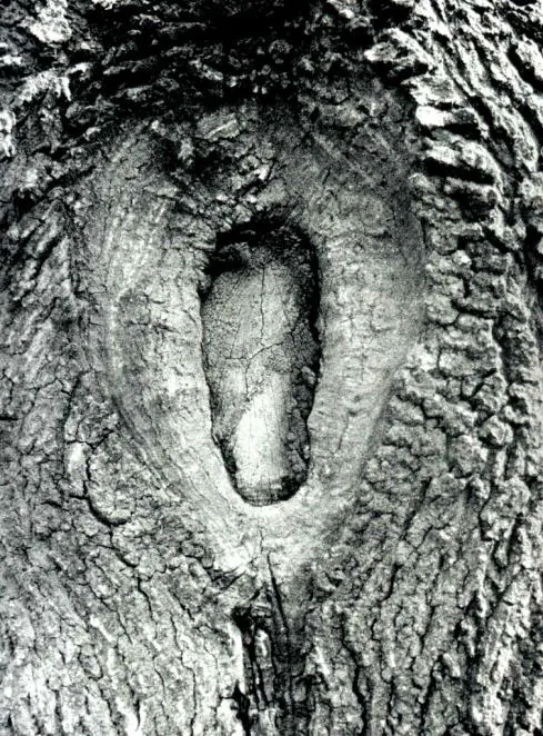 dendrofilia_5143.jpg