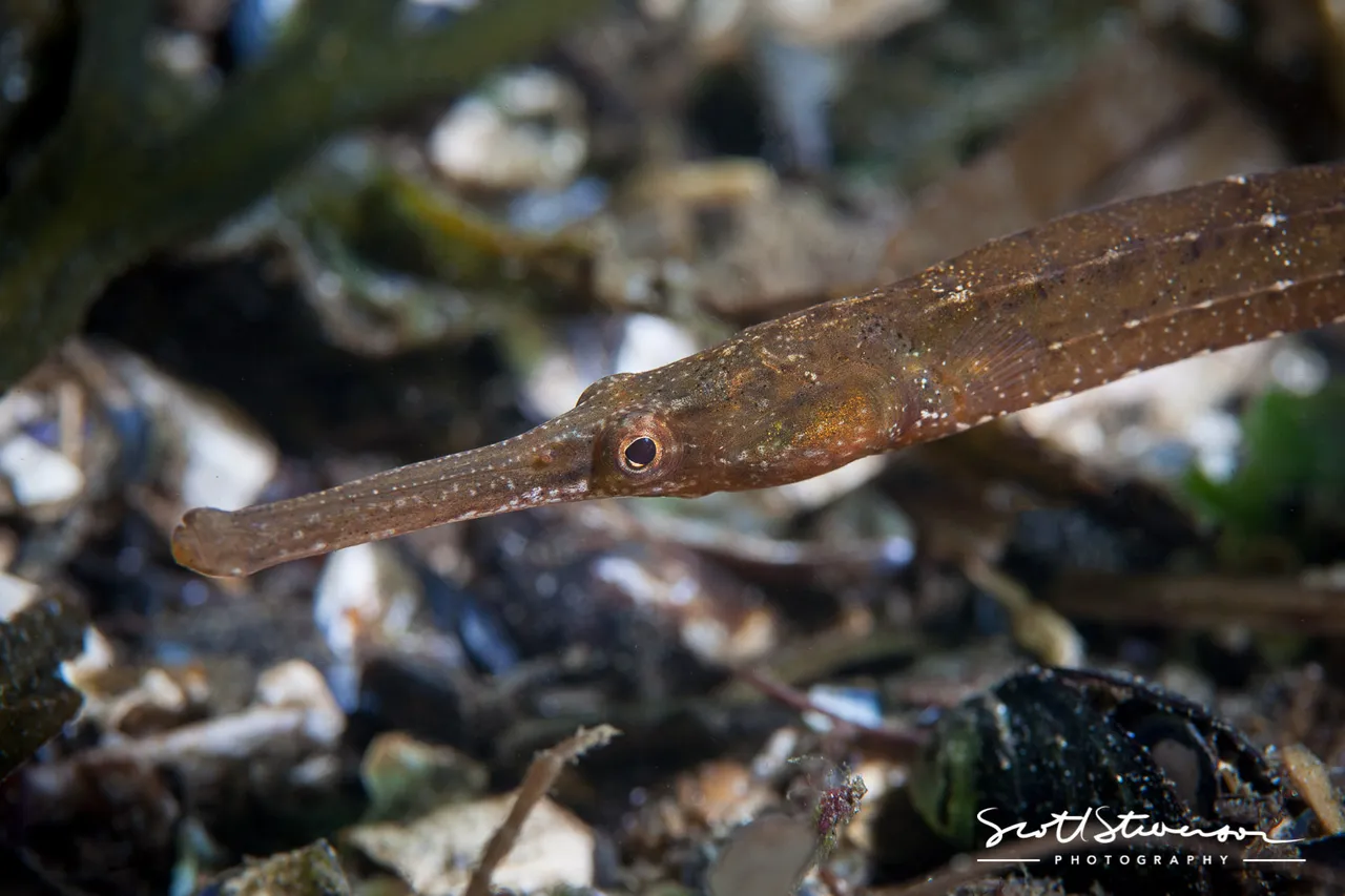 Bay Pipefish-1.jpg