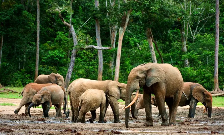 congo-elephants..jpg