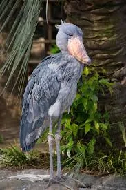 shoebill stork.jpe