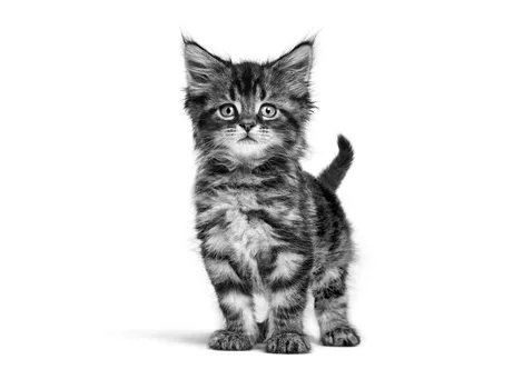 steemkitten image by royal canin