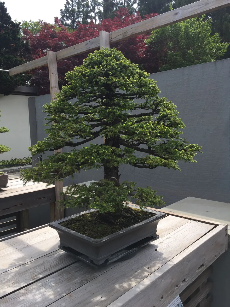 Bonsai Museum1.jpg