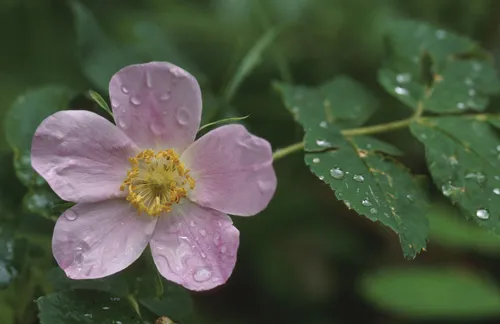 wildrose plant.jpg