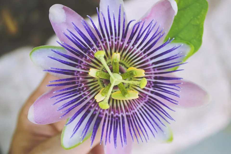 passion flower.jpg
