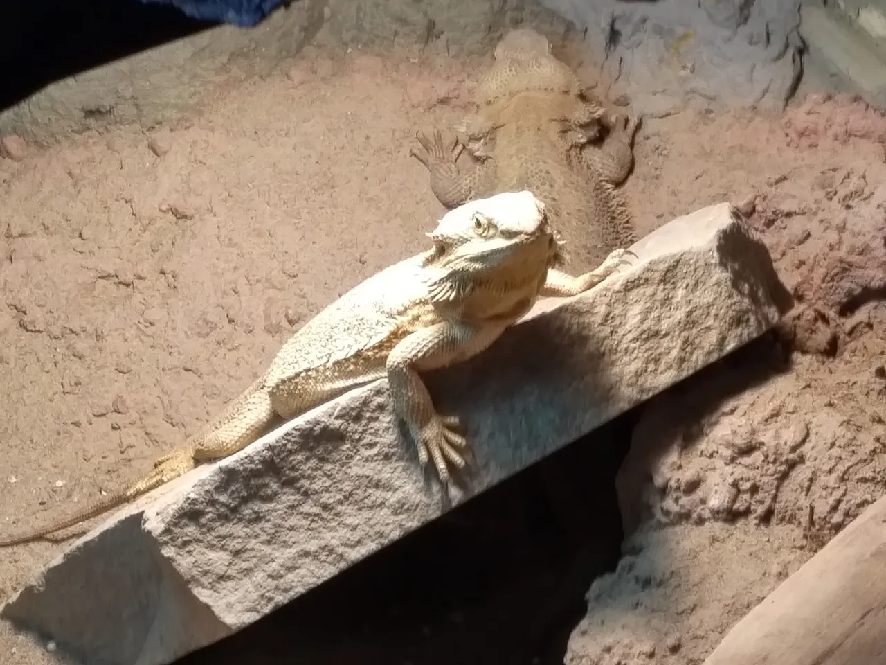 Bearded Lizard.jpg