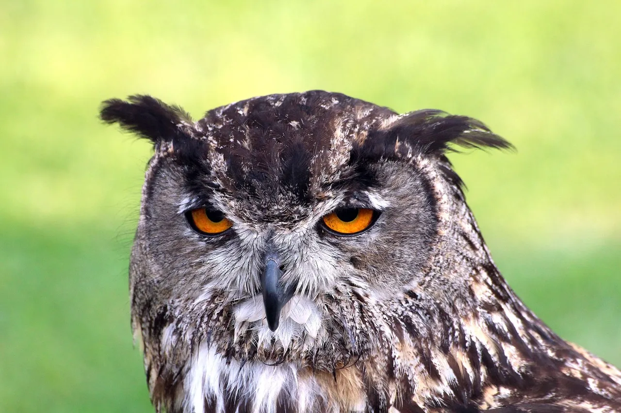 owl-2128440_1920.jpg