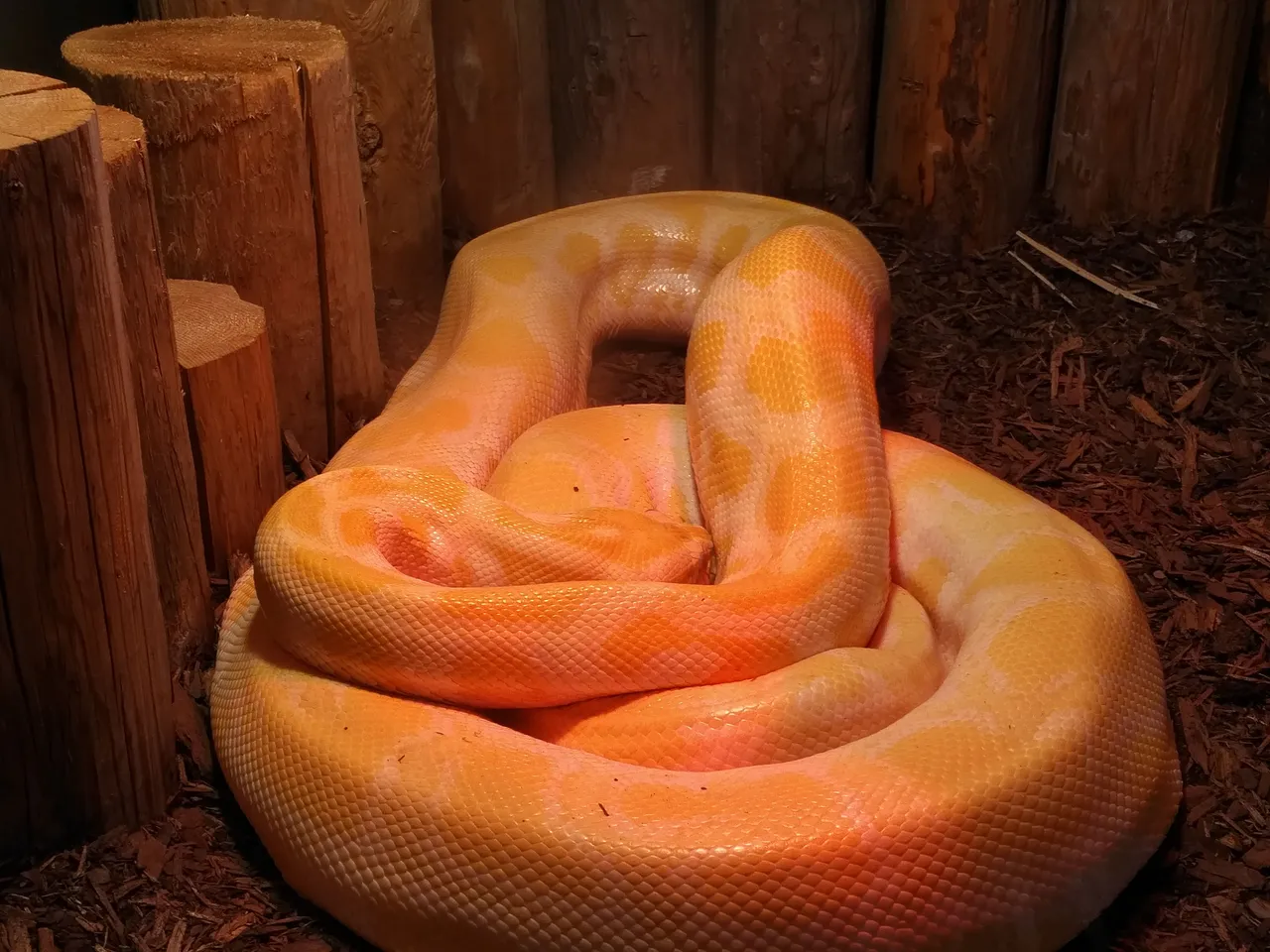 Burmese Python.jpg