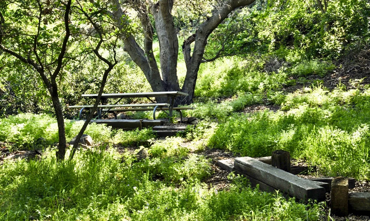lush-picnic-area.jpg