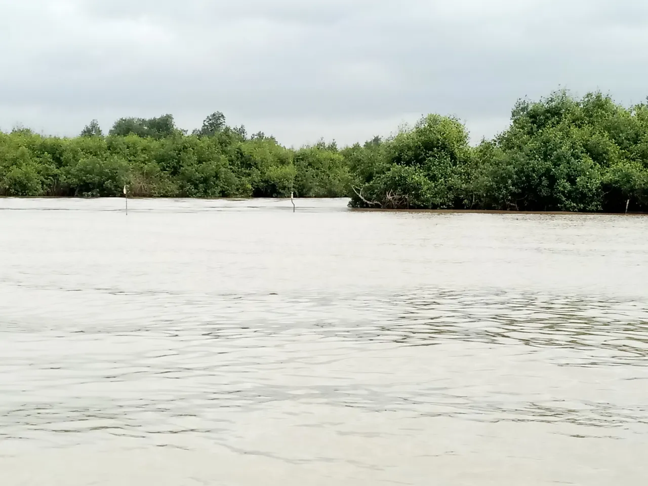 Mangrove Lagos.jpg