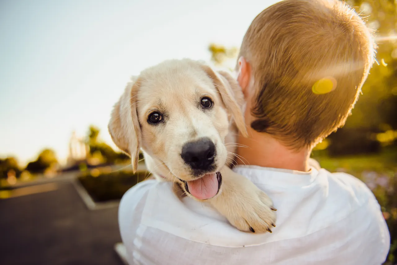 adorable-3344414.jpg