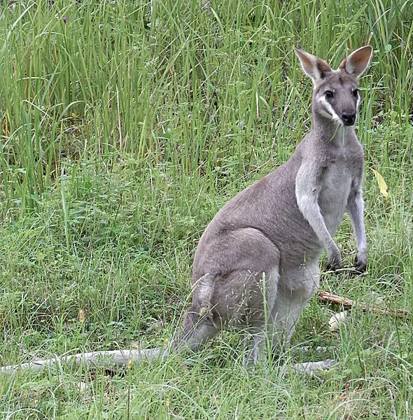 whiptail_wallaby.JPG