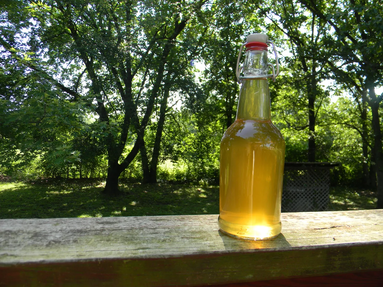 sunshinekombucha.JPG