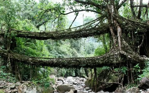 jembatan-akar-21.jpg