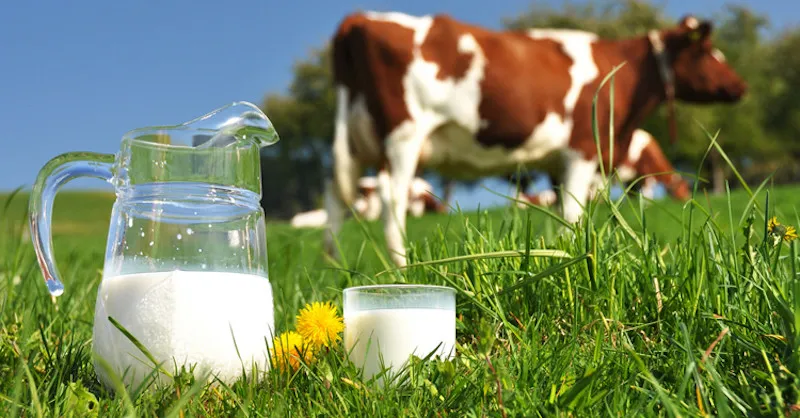 cow-milk-800x418.jpg