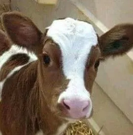 calf pic (2).jpg