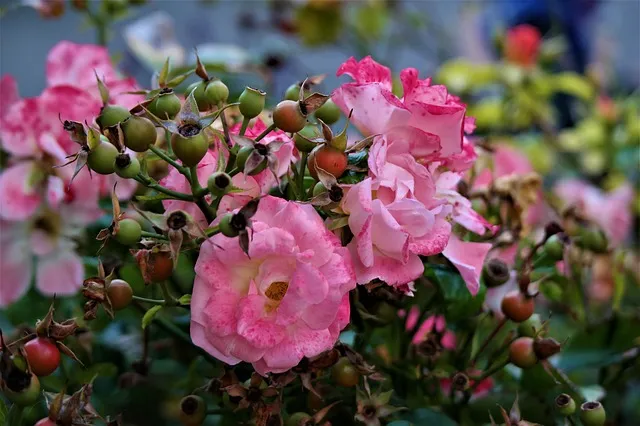 rose-2831224_640.jpg