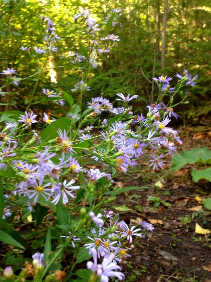 purple flowers.jpg