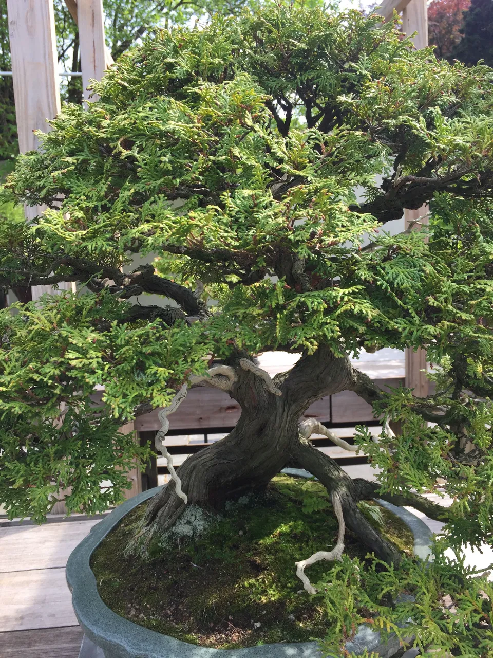 Bonsai Museum3.jpg