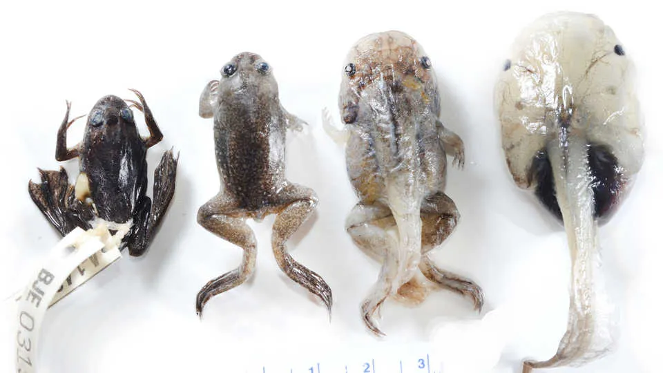 xenopus_longipes.jpg