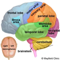 PE-AnatBrainFig3.jpg