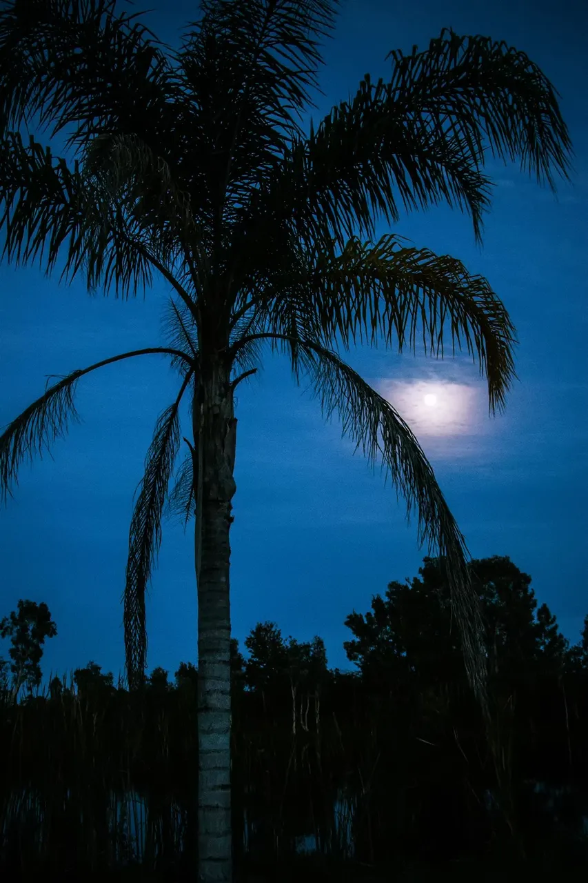 FullMoonPalmTree.jpg