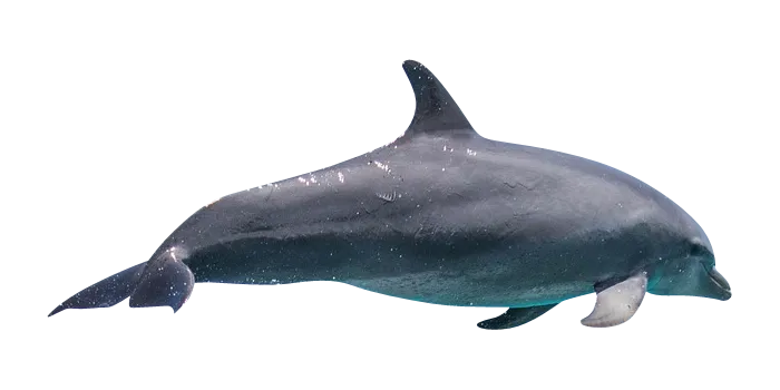 dolphin-whatever.png