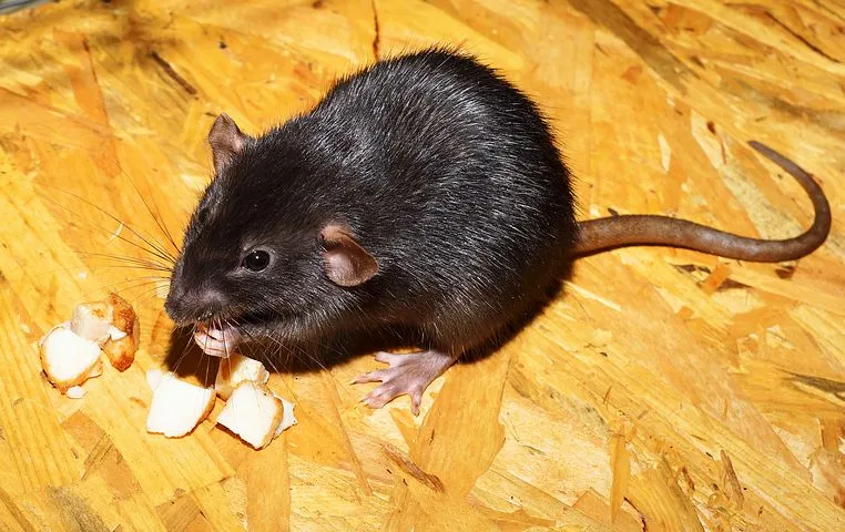 rat-2804058__480.jpg