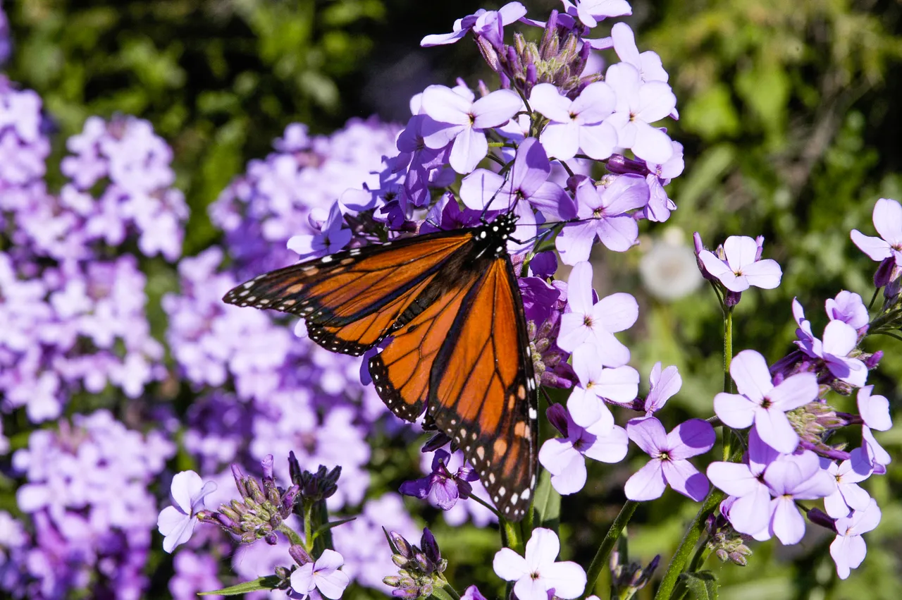 flowersbutterfly.jpg