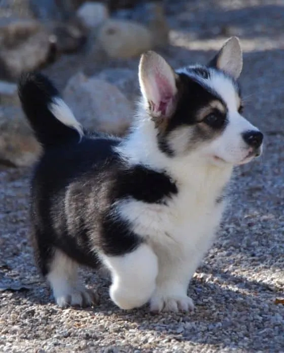 mini-husky-mixes.jpg