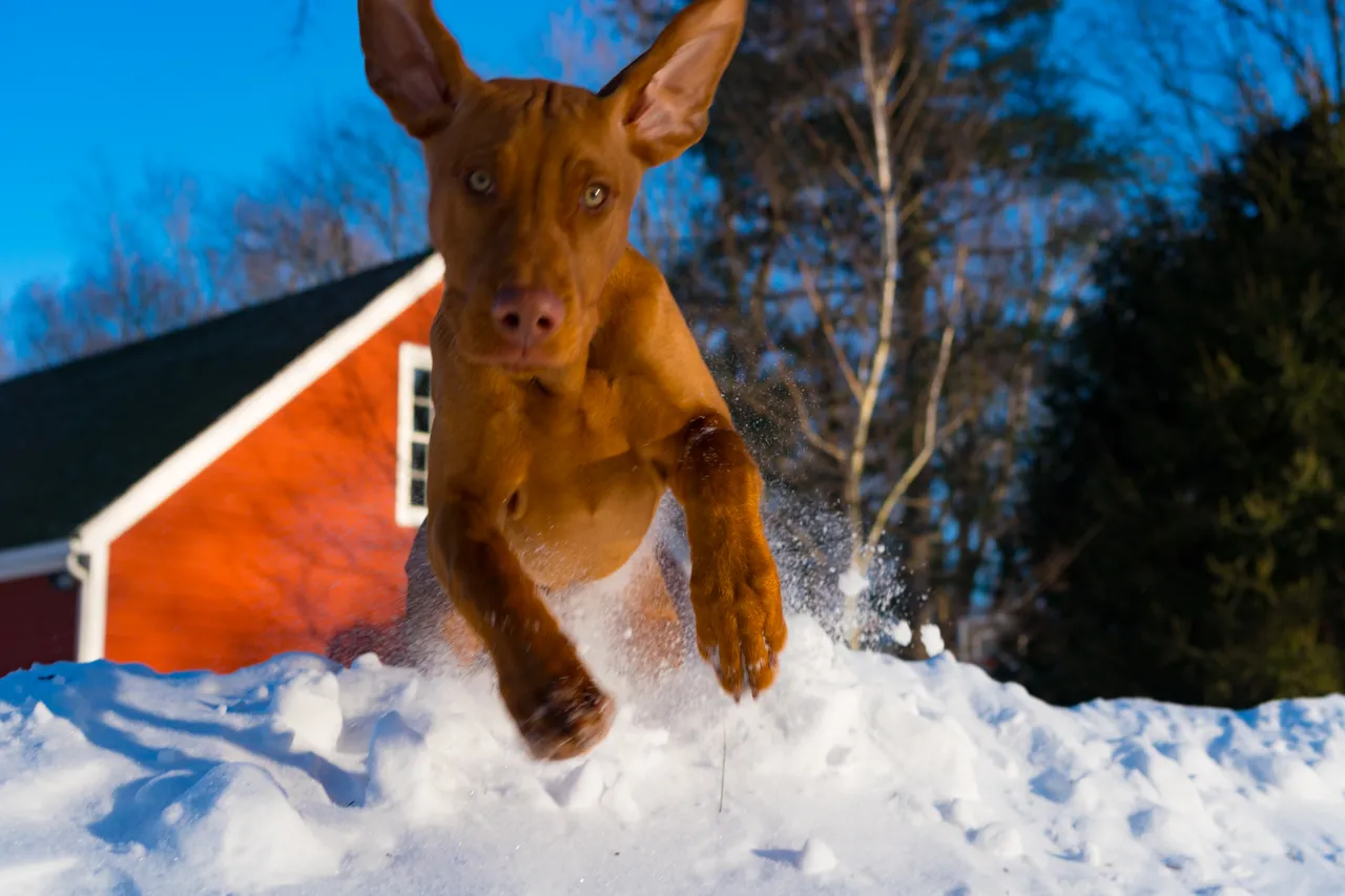 vizsla_snow_leap.jpg