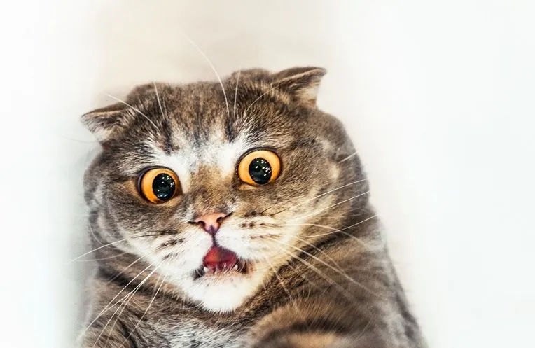 surprised-cat-04.jpg