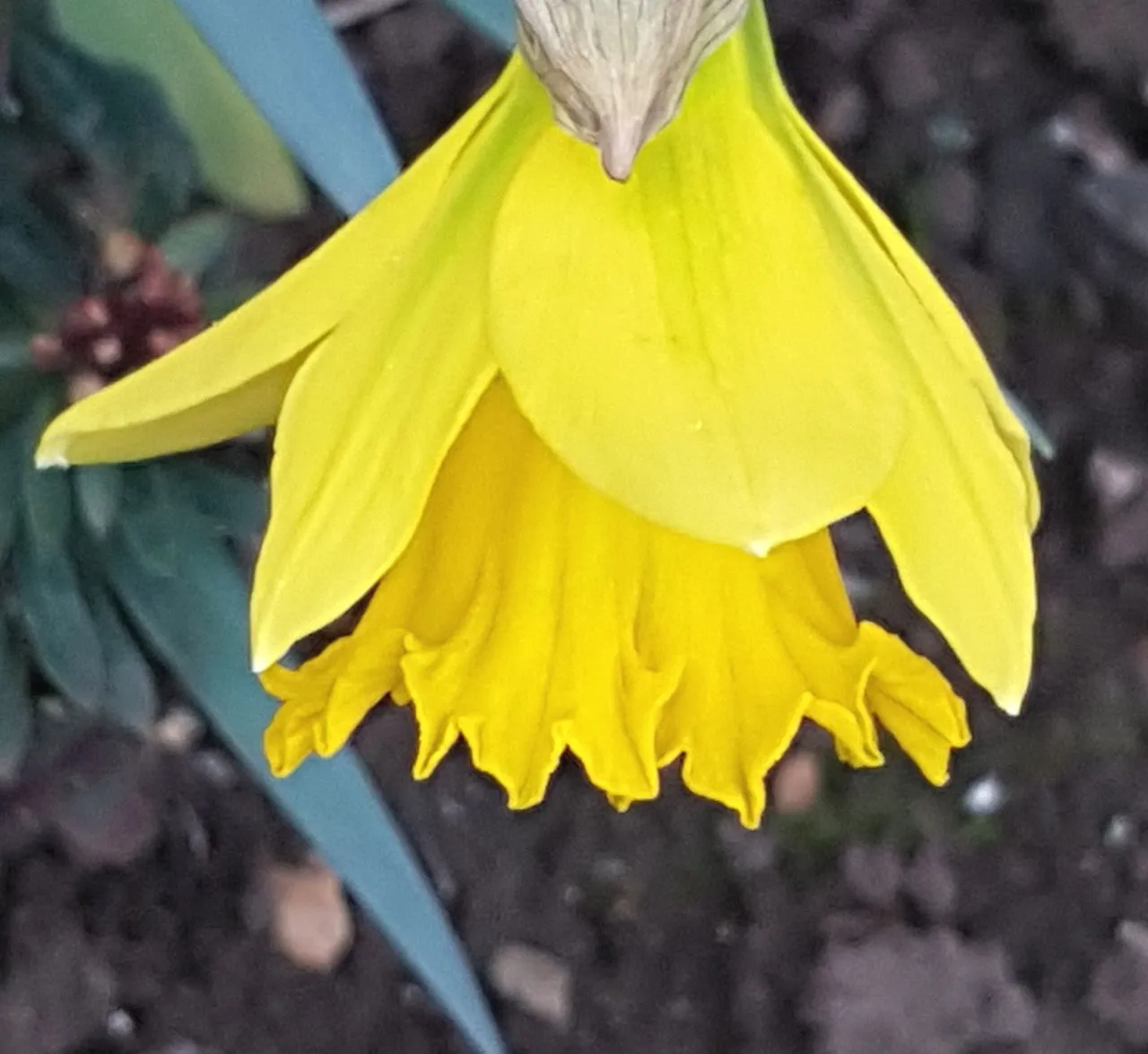 First Daffodil.jpg