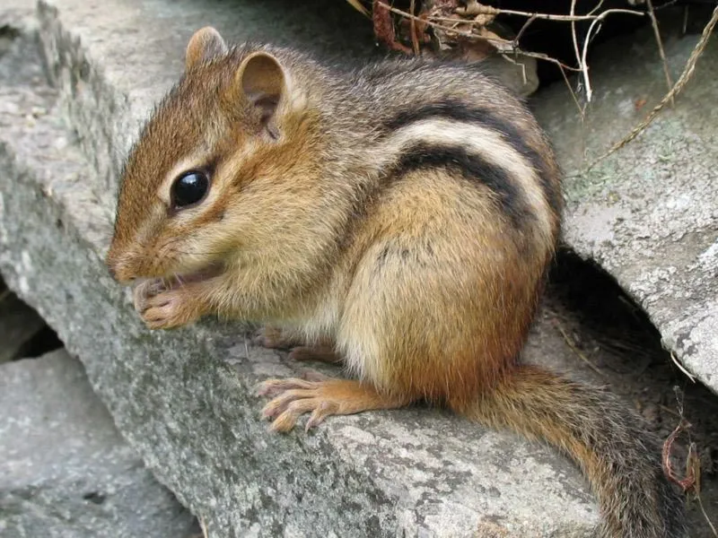 Eastern-Chipmunk.jpg