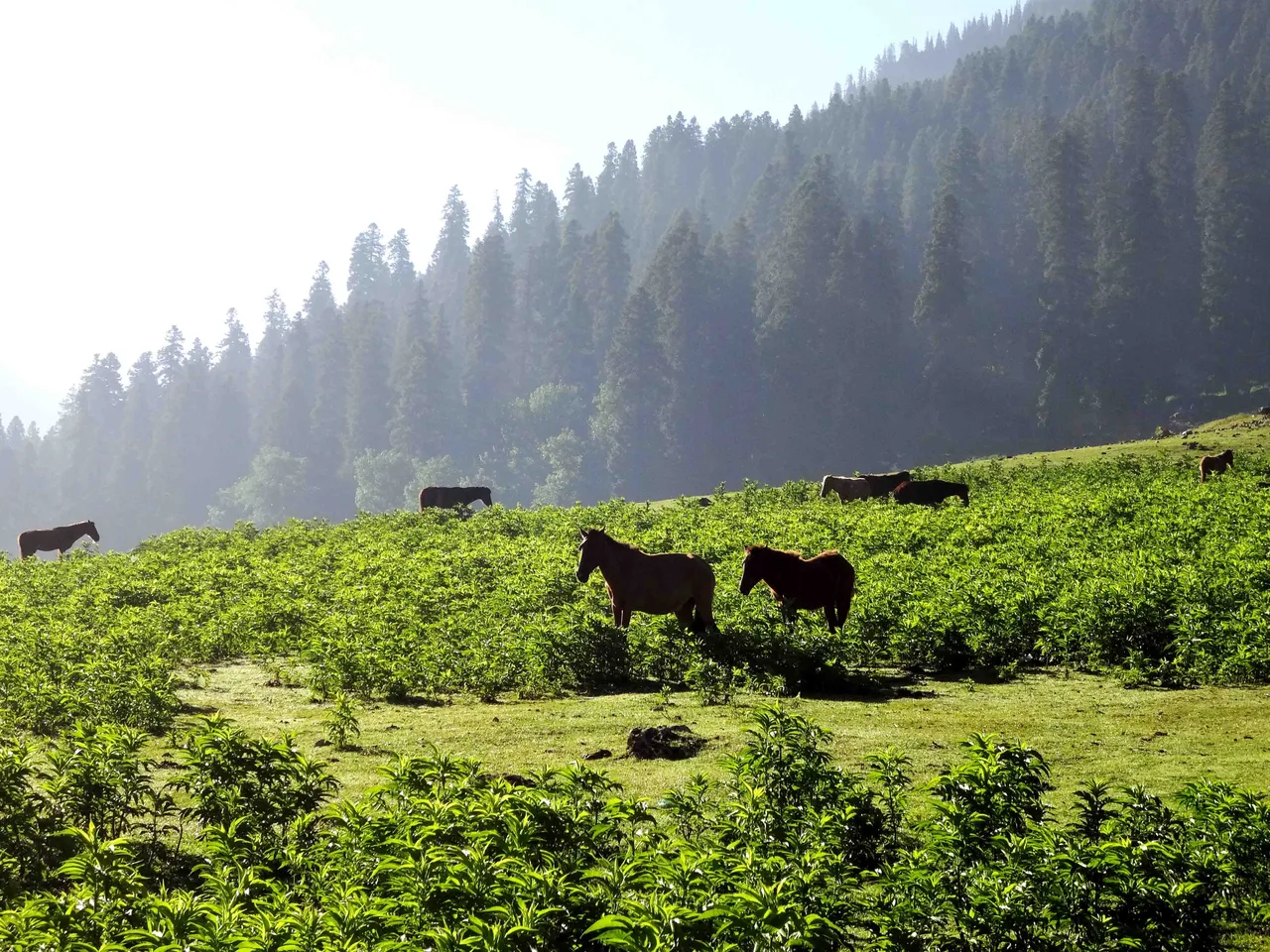 Sonmarg Horses.jpg